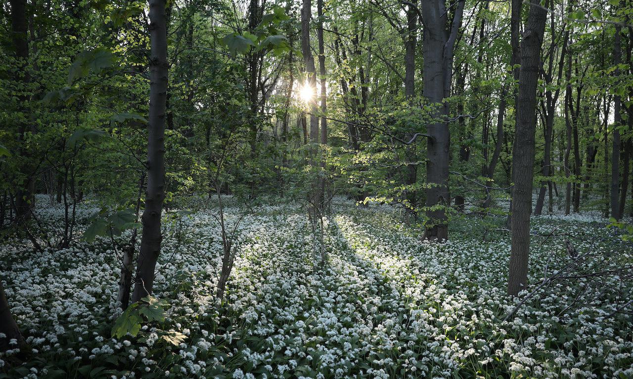 Wild Garlic, which covers a woodland floor in Scunthorpe, England, has grown in popularity among cooks who use it in various dishes including soups, pastes and stir fries. Today&#8217;s columnist, Asmae Mhassni of Intel points out the same way the forest adapts to sustain us so can security teams gather sustenance from nature.  (Dan Kitwood/Getty I...
