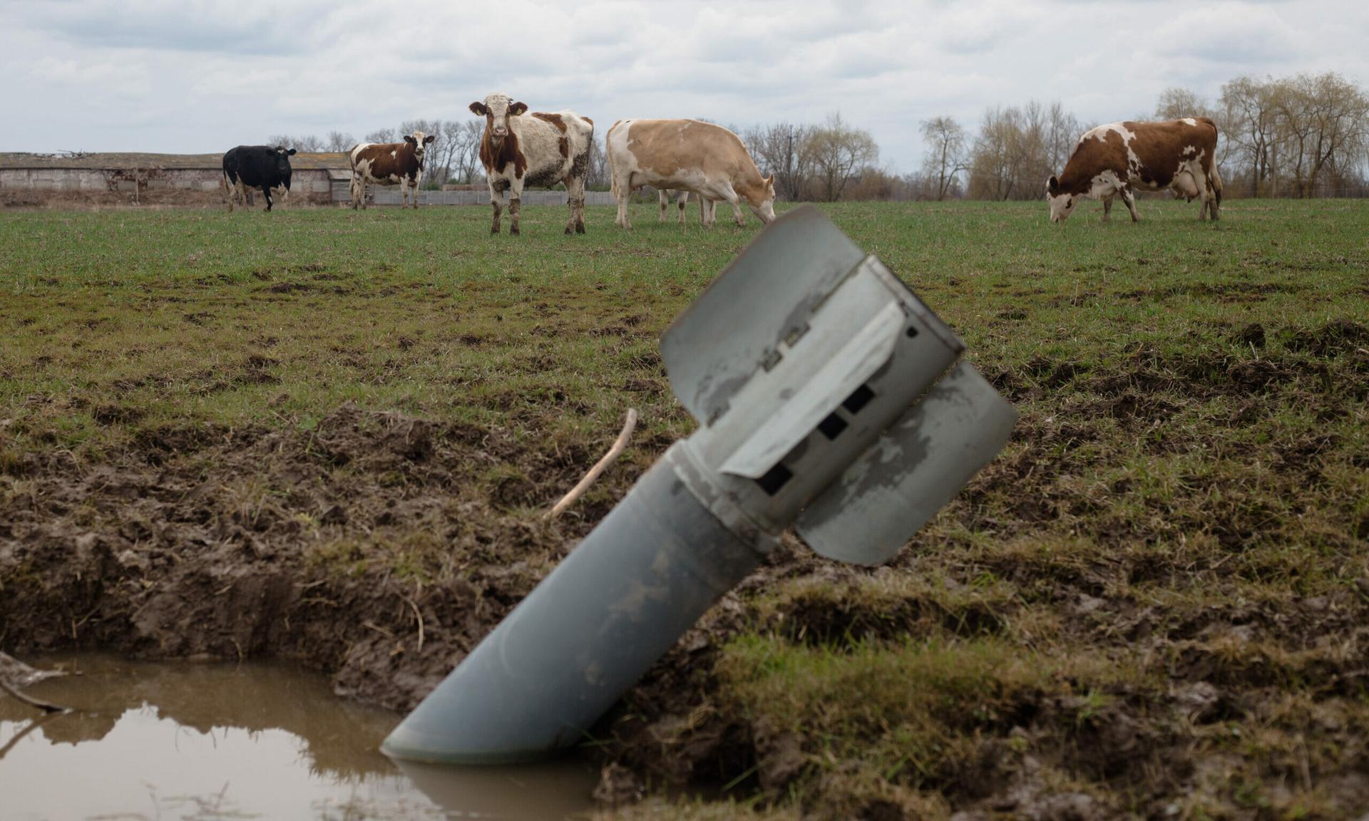 LUKASHIVKA, UKRAINE &#8211; APRIL 10: A rocket sits in a field near grazing cows on April 10, 2022 in Lukashivka village, Ukraine. The Russian retreat from Ukrainian towns and cities has revealed scores of civilian deaths and the full extent of devastation since the beginning of the Russian invasion. (Photo by Anastasia Vlasova/Getty Images)
