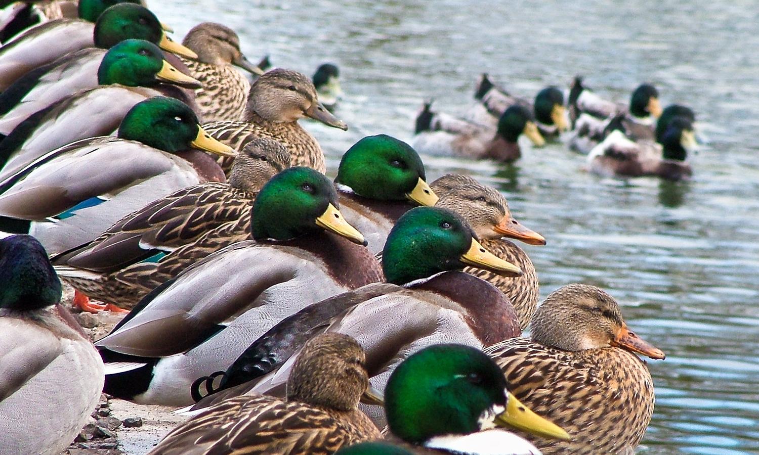 Rows of ducks stand on the shore.